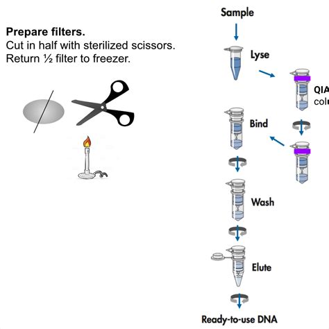 qiagen dna extraction kit protocol.